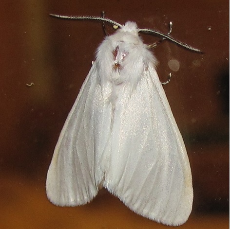 Hyphantria cunea